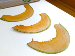 Сушеные плоские ломтики половинок дыни для заливки смолой купить, вид с боку