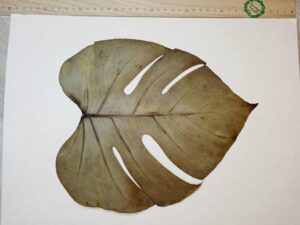 Сушеные плоские листья монстеры сухоцветы купить, лист 6