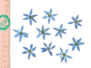 Пролеска сибирская