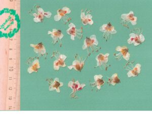 Каштан, цветы