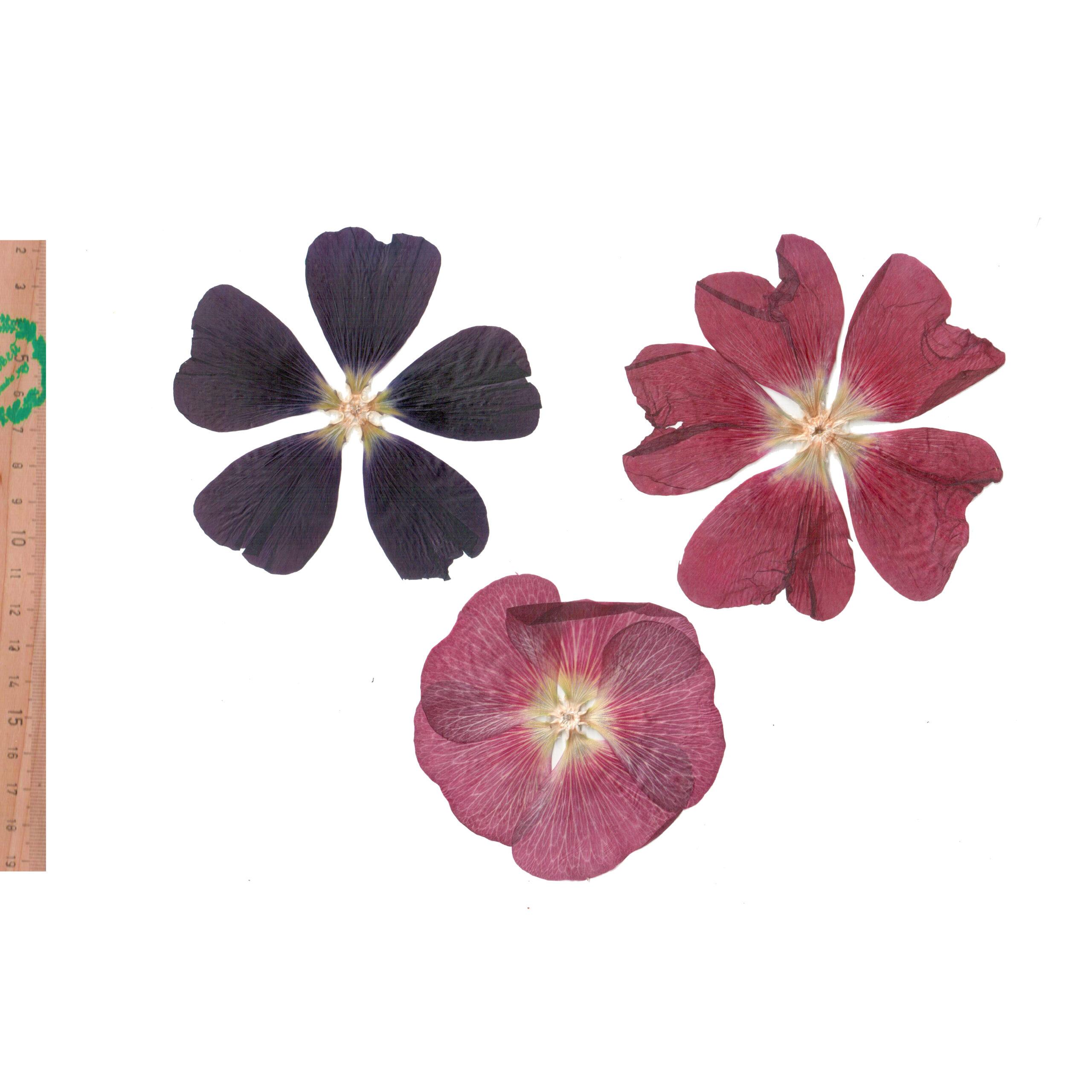 Мальва — изображение 3