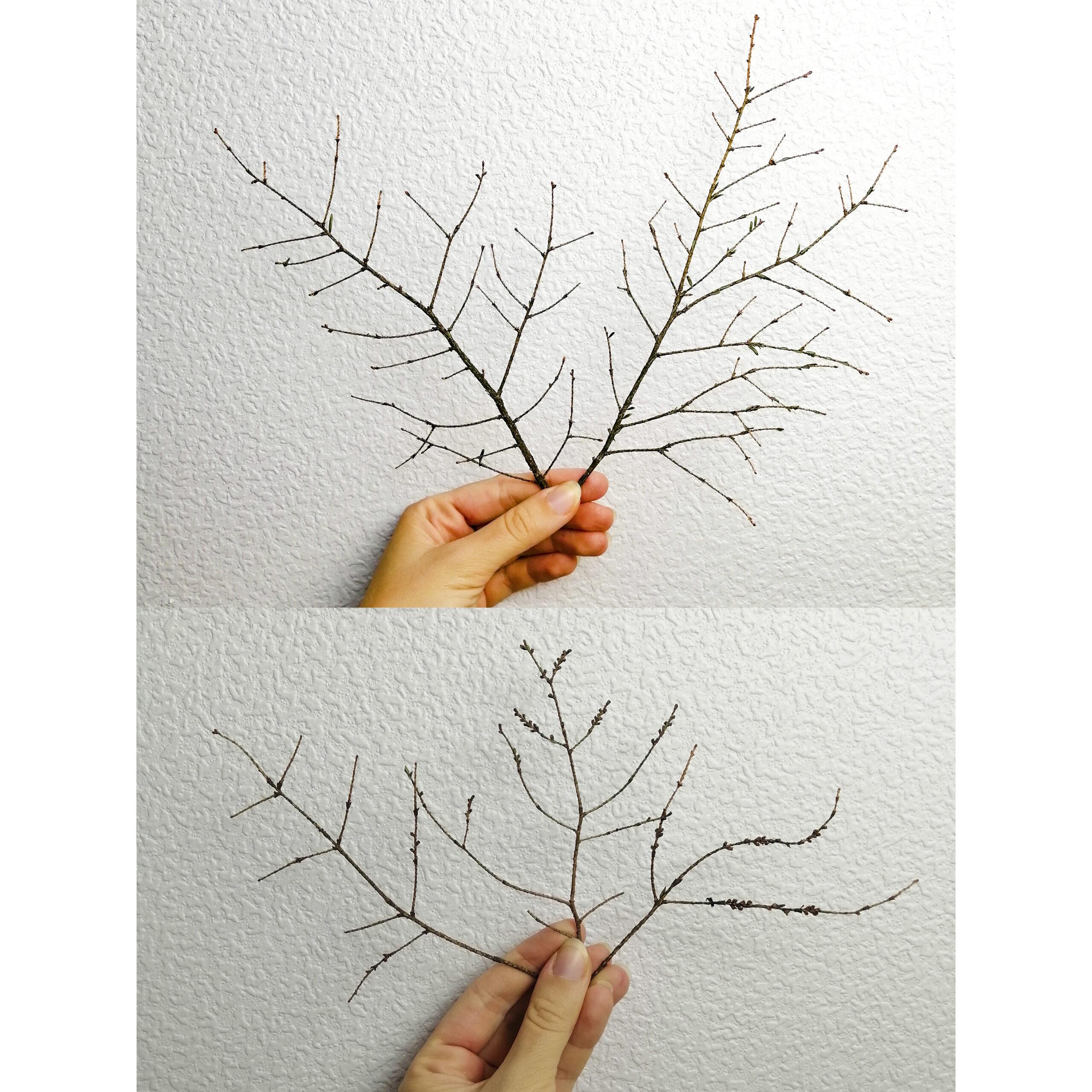 Веточки декоративные, 20 шт